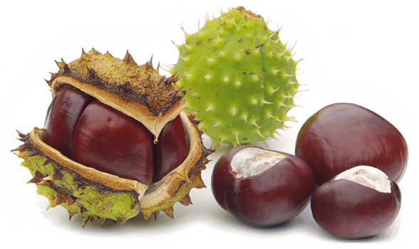 Kasztanow zbior Pharmeko Stolk