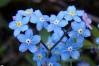 Niezapominajka 1 e1684237817993